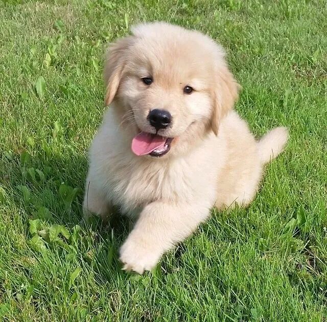 Golden macho 45 dias 