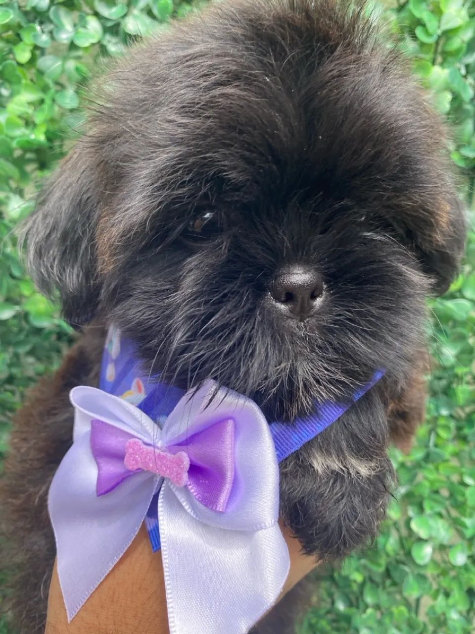 Filhotes Shih Tzu fêmeas - Lindíssima! Cor rara - Foto 2