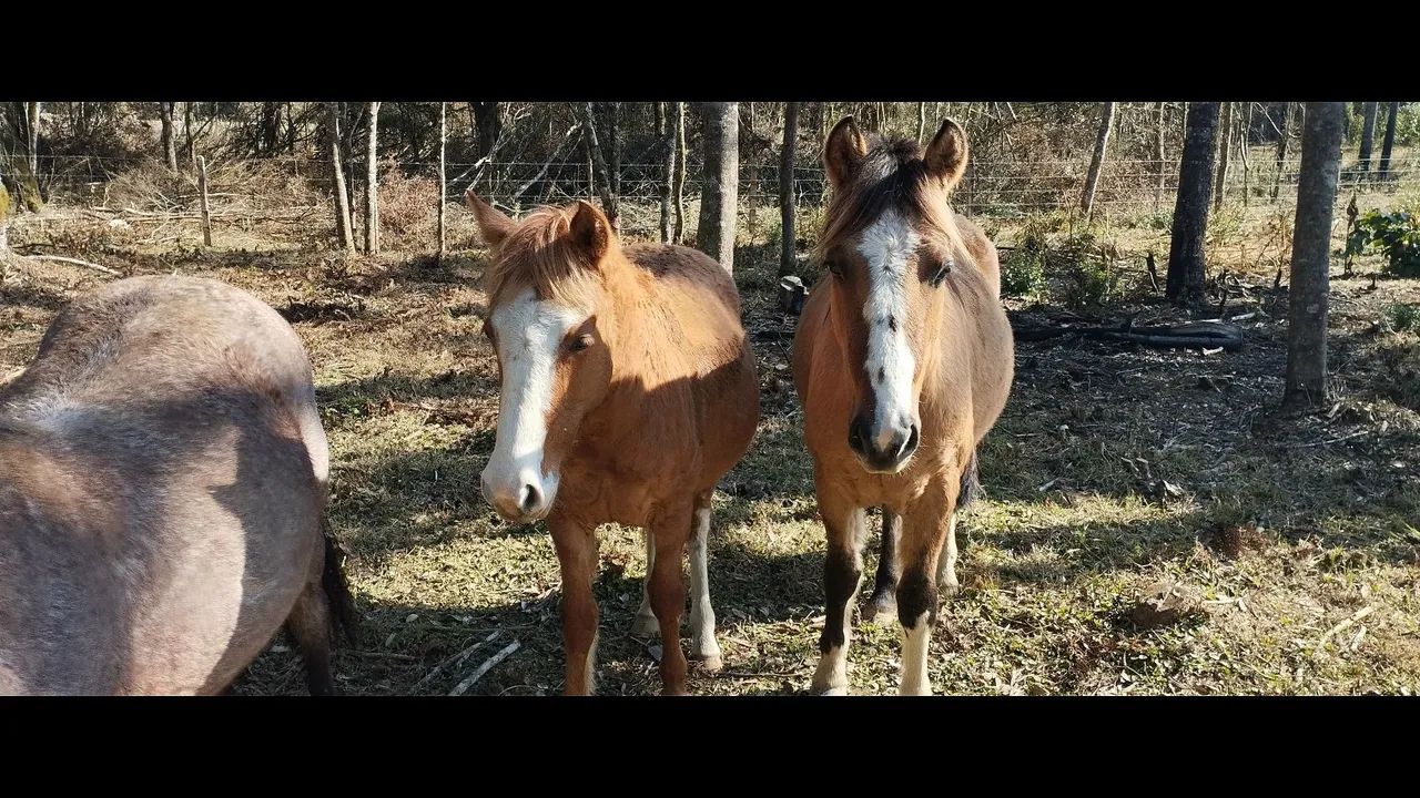 Cavalo crioulo - Foto 2