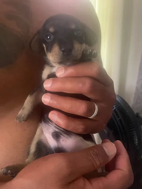 Filhote de Dachshund apenas macho disponível 