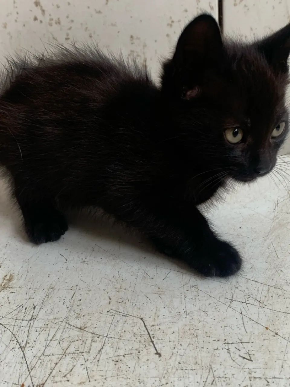Gatinho Preto para Adoção - Foto 4