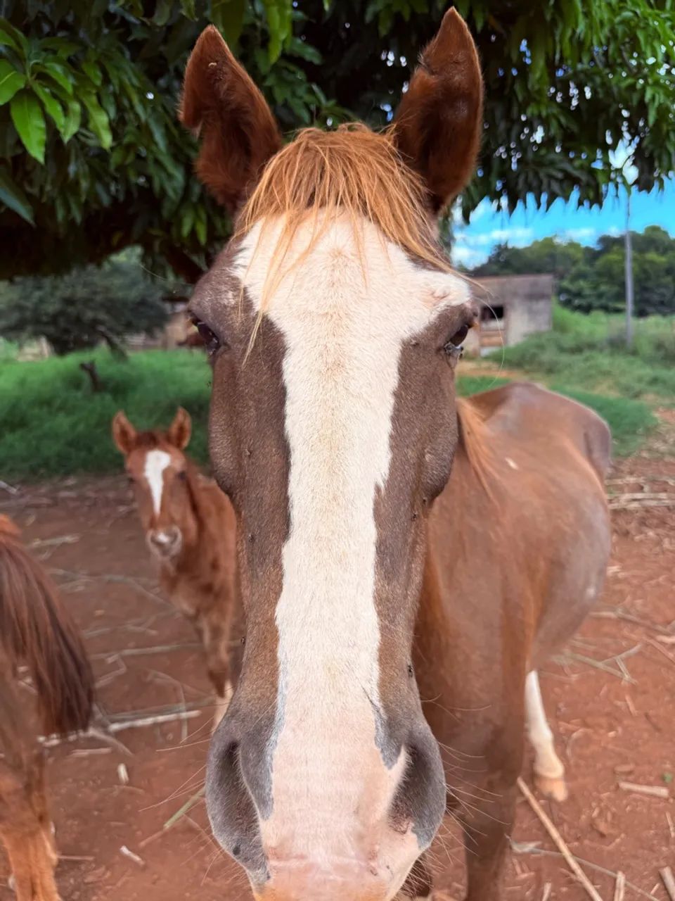 Cavalo Para Venda - Foto 2