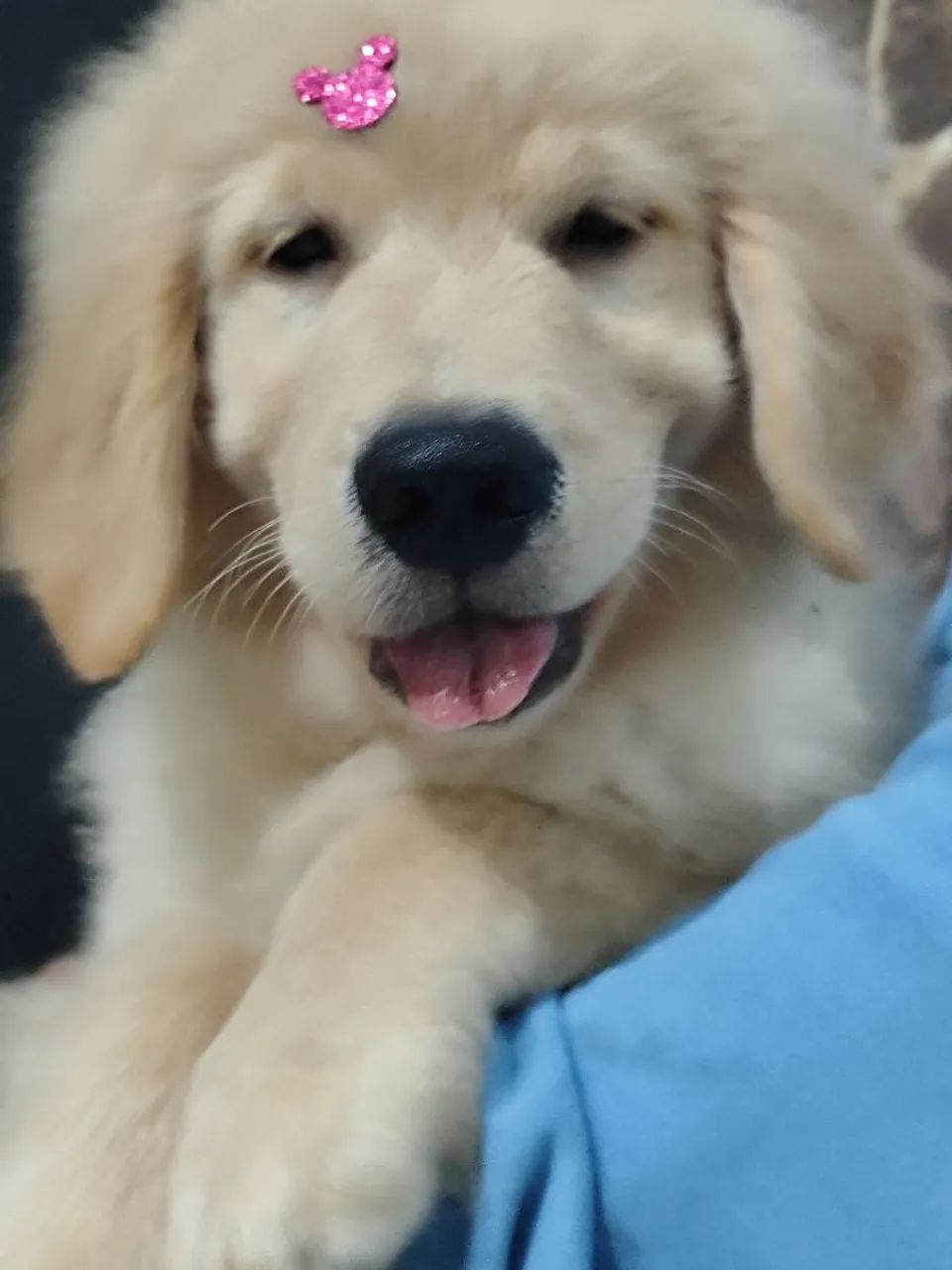 Golden Retriever filhotes fêmea e macho  - Foto 2