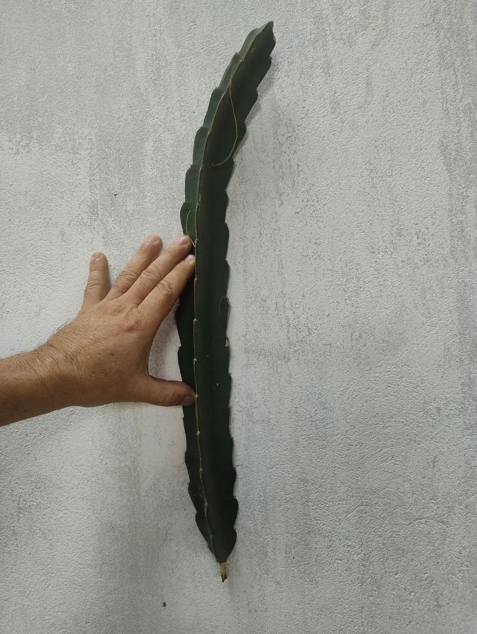 Mudas de Pitaya  - Foto 5