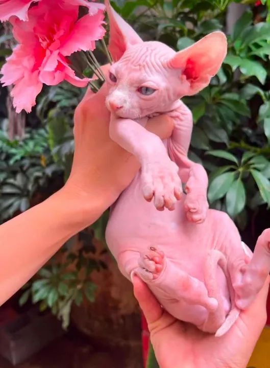 Sphynx gato pelado _ gatos de veterinária  - Foto 2
