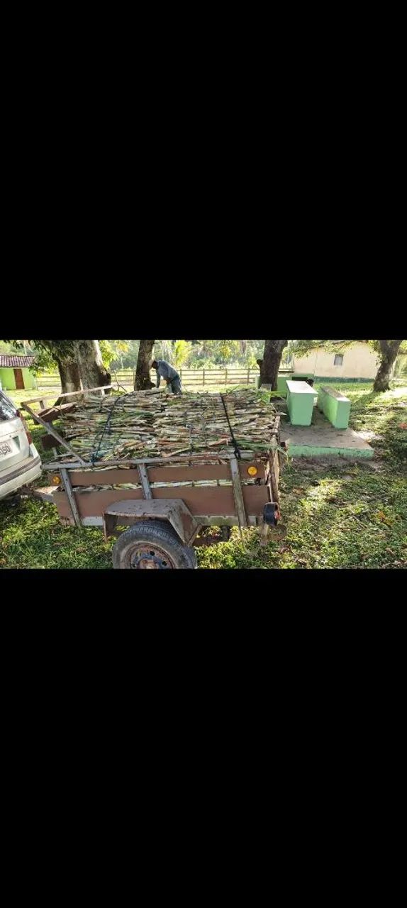 GEMAS MUDAS DO CAPIAÇU E KURUMI BRS CAPIM ELEFANTE  - Foto 2
