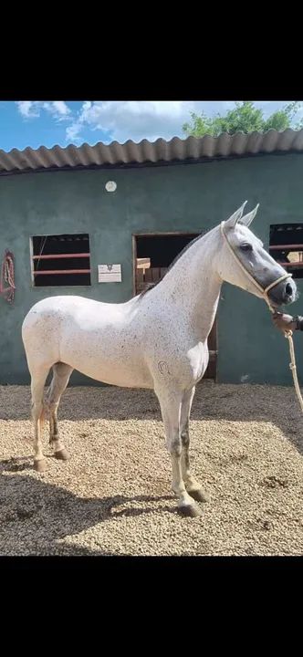 Mangalarga Marchador 