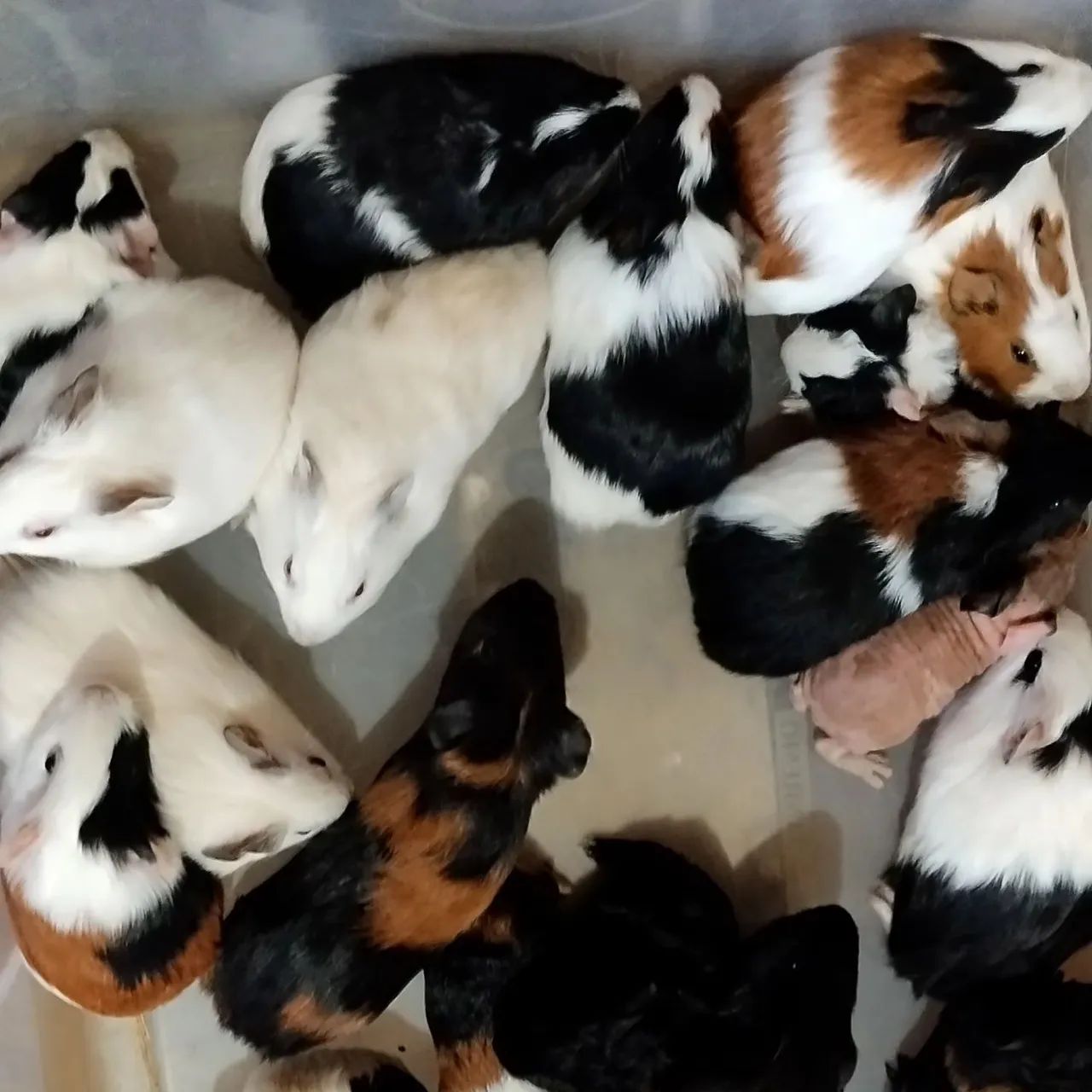 Criatório Roedores e Cia (filhotes de porquinho da índia disponível)