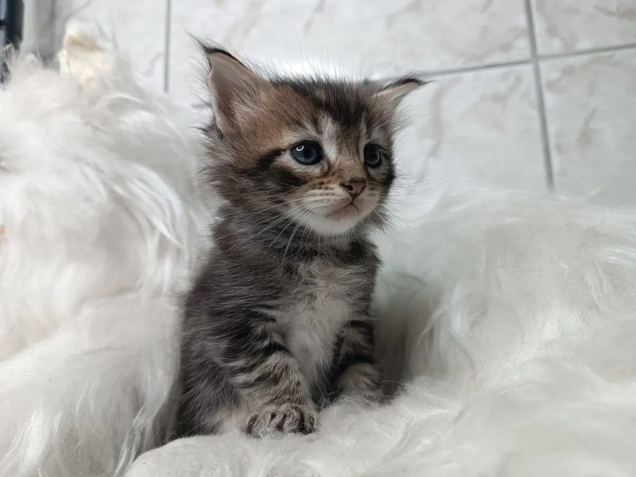 Adorável maine coon - Havila filhotes 