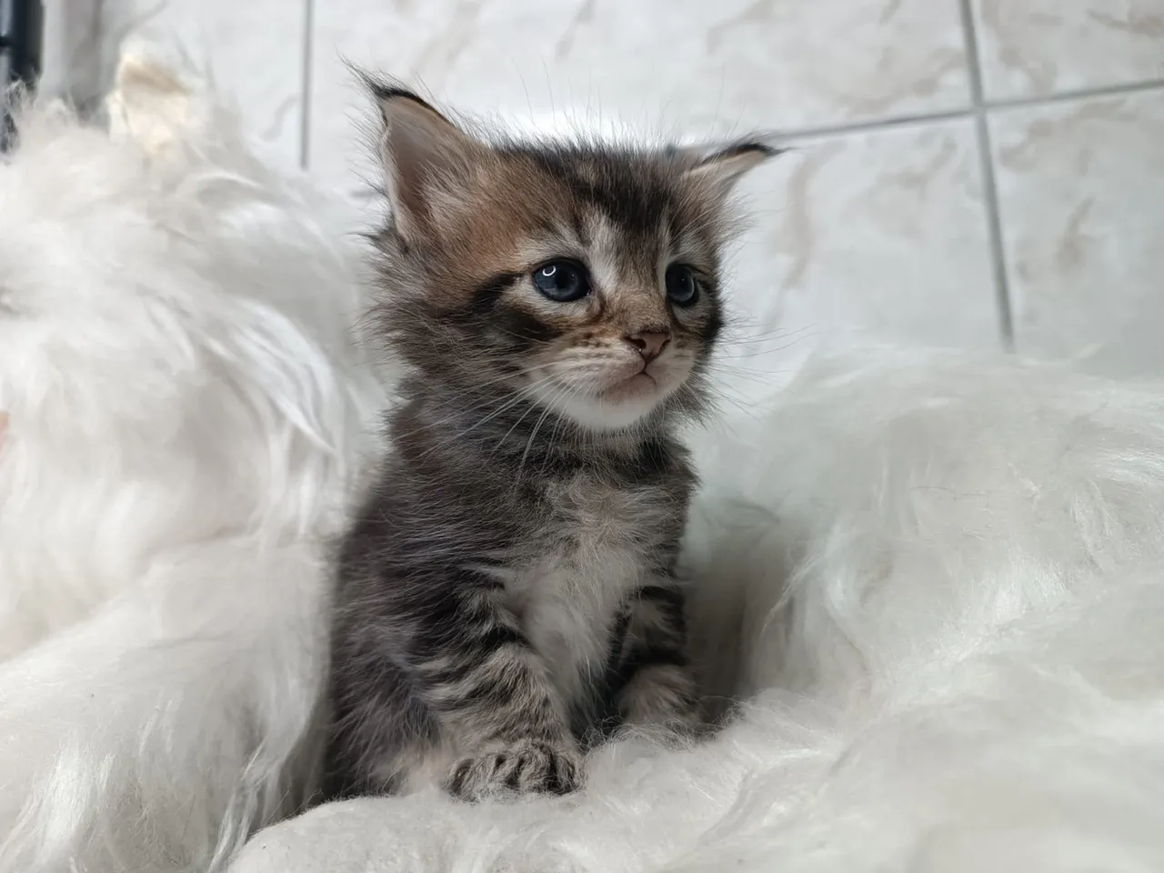 Adorável maine coon - Havila filhotes