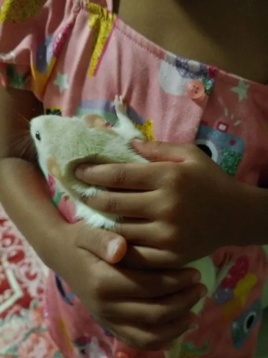 Venda ou troca  - Foto 3