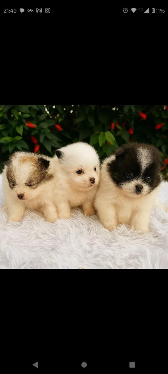Spitz Alemão / Lulu da Pomerânia, Lindos e Fofinhos