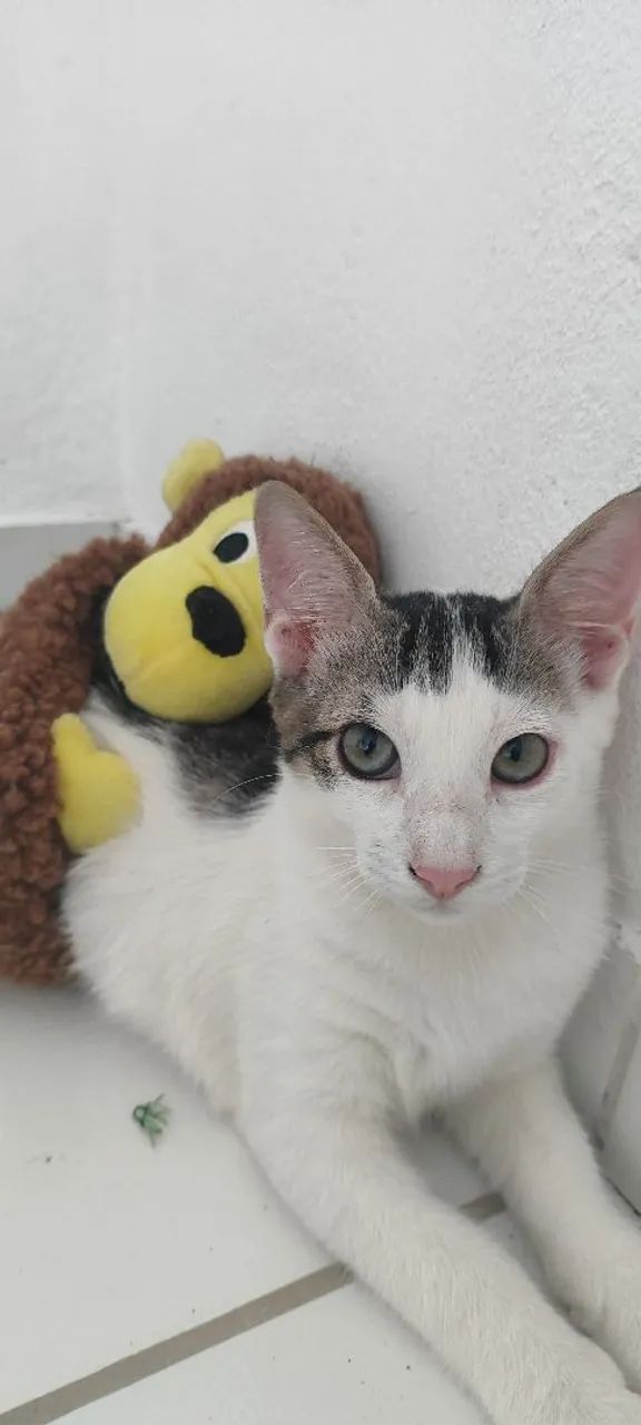 Gato Branco, 3 meses - Foto 5