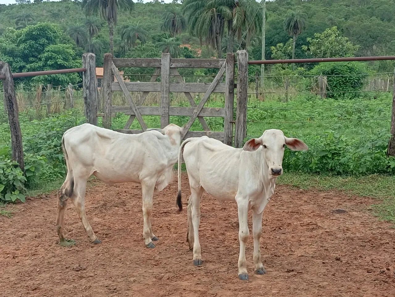 Bezerras - Foto 2