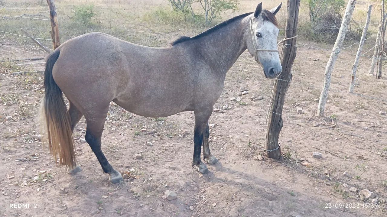 Égua a venda  - Foto 2