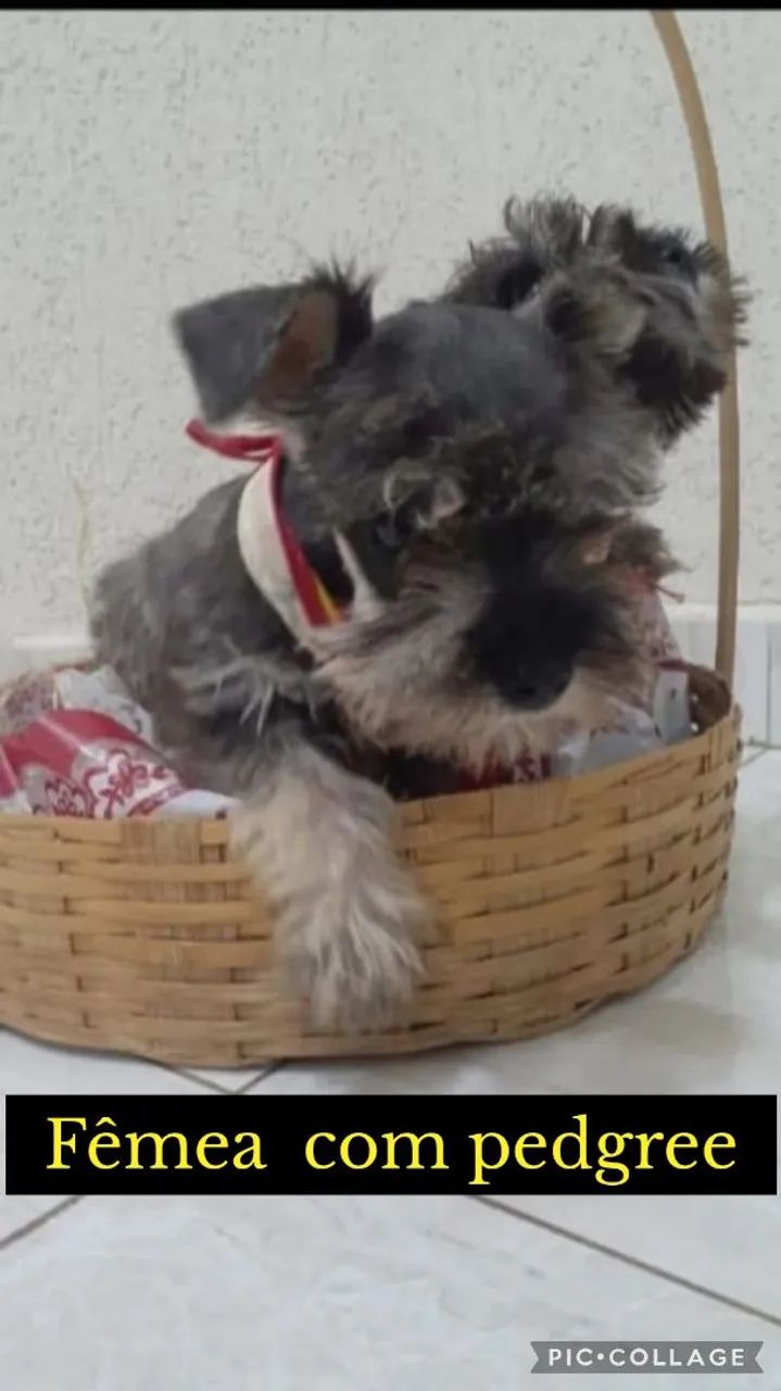Schnauzer Miniatura FÊMEA com pedgree 