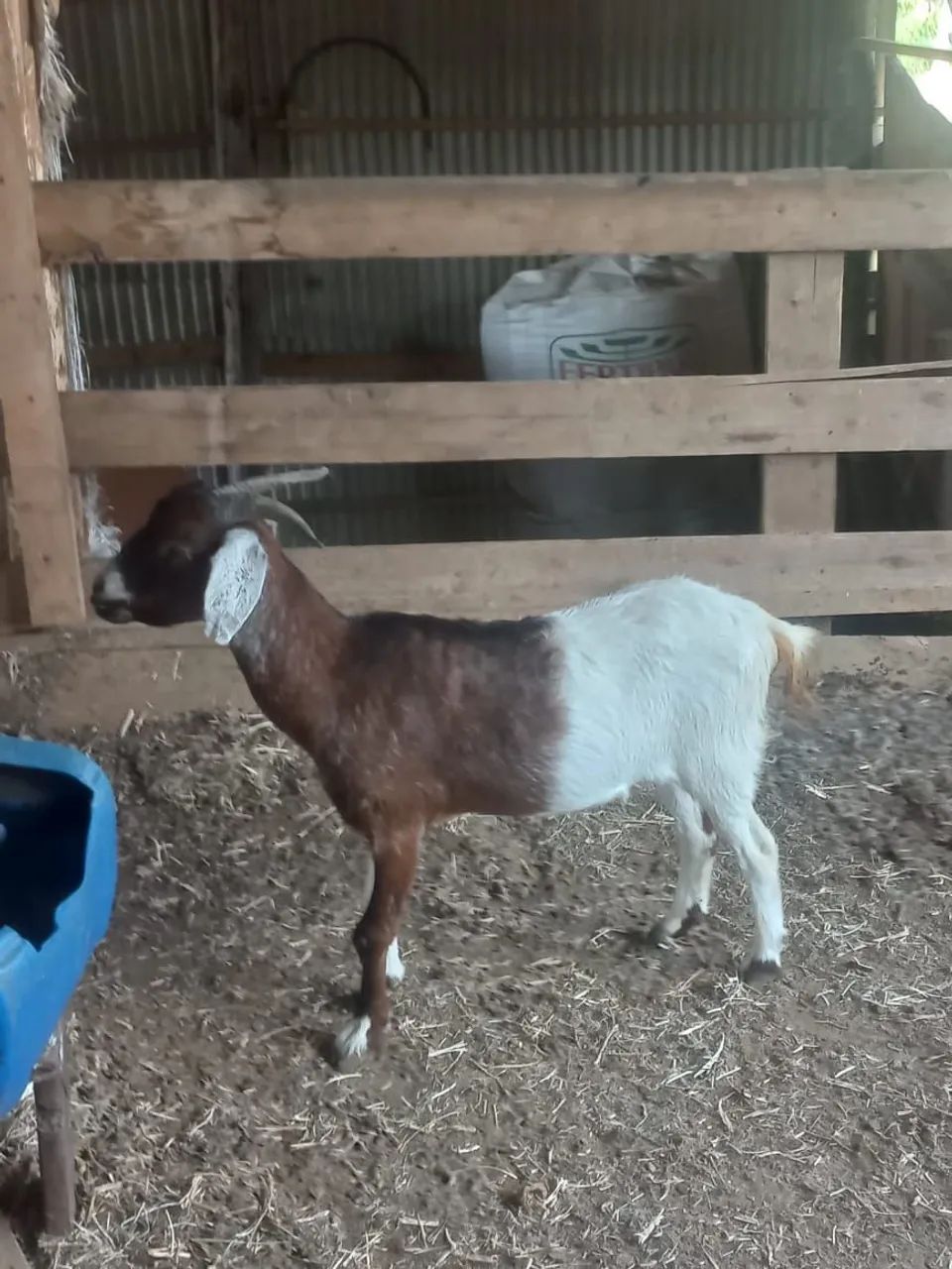 Cabra 