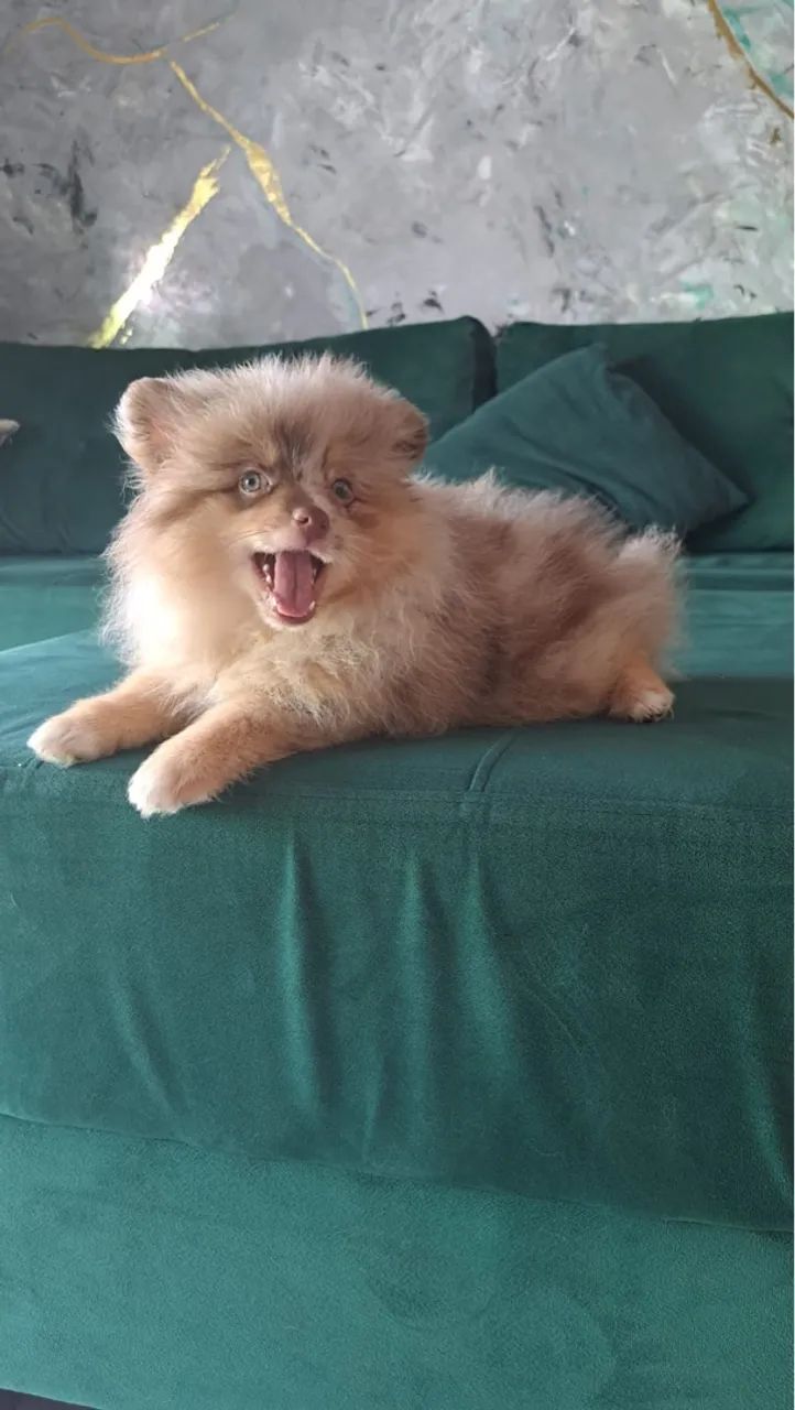 Filhote macho Spitz Alemão exótico  - Foto 2