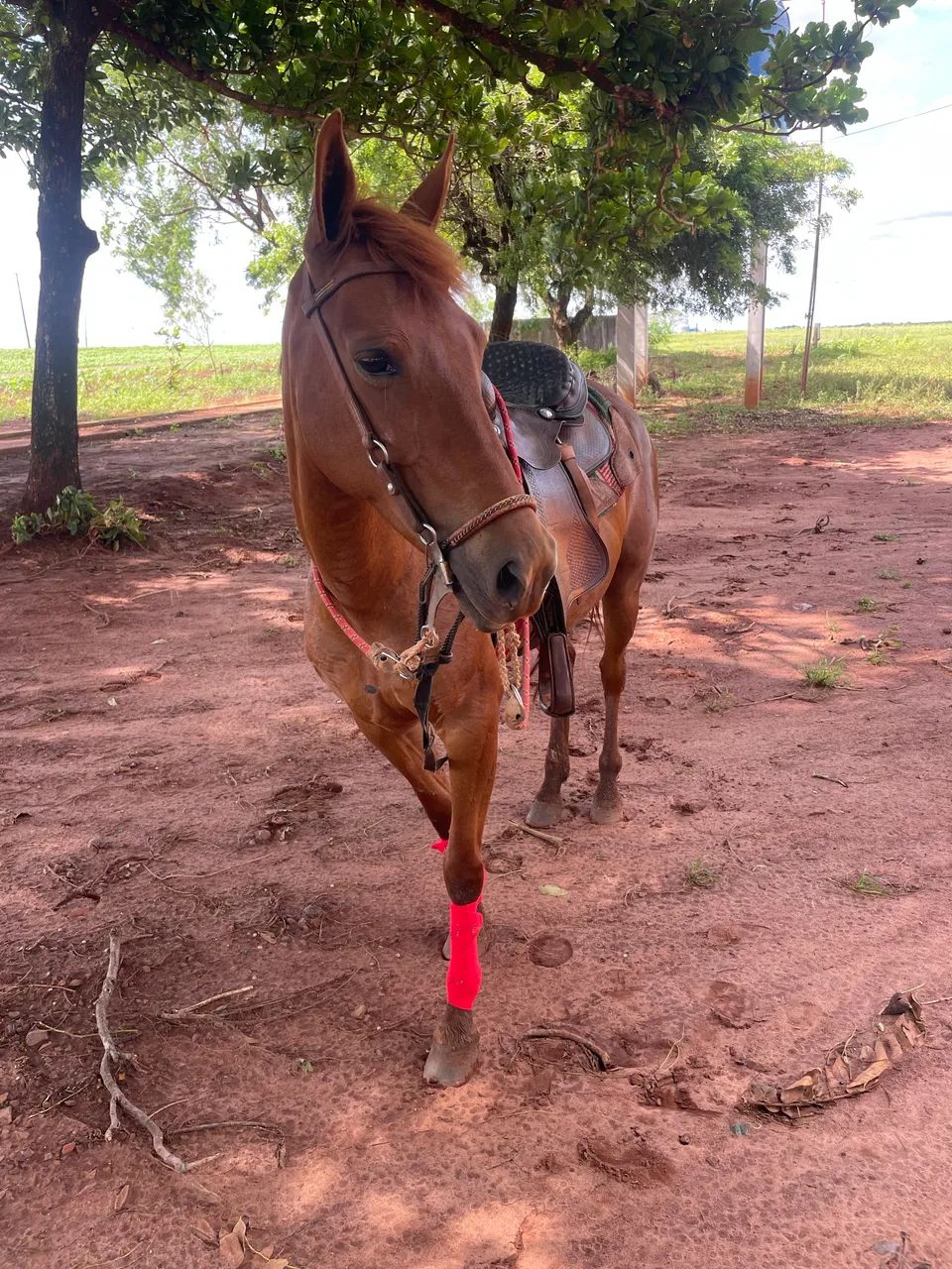 Égua Domada no Team Roping