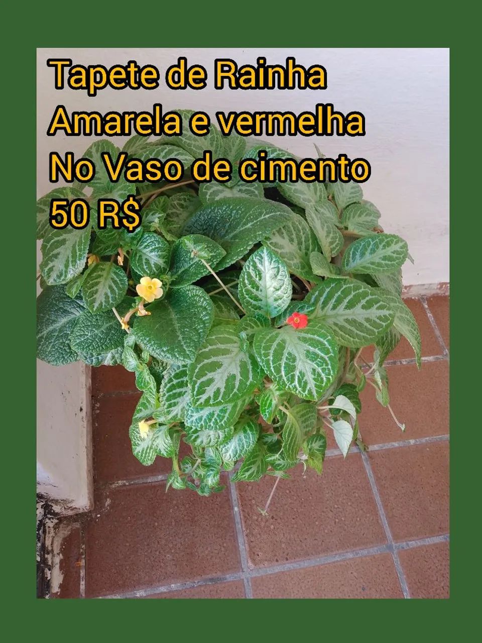 Tapete de Rainha Amarela e Vermelha