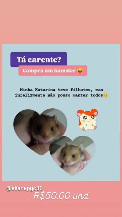 Hamister macho e femia - Foto 2