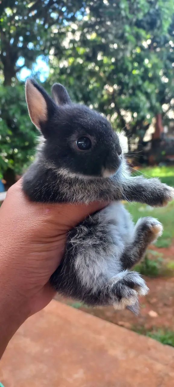 Lindos e disponíveis  - Foto 5