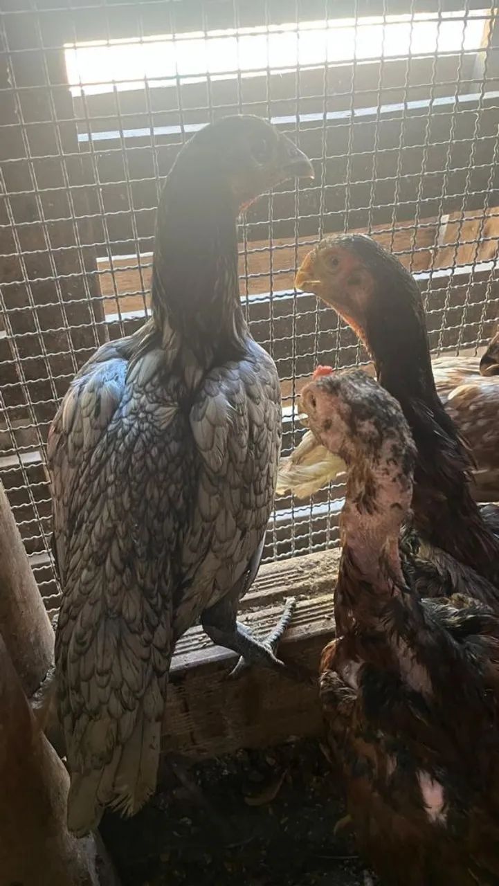 Frangas e frangos indios.puros... - Foto 3
