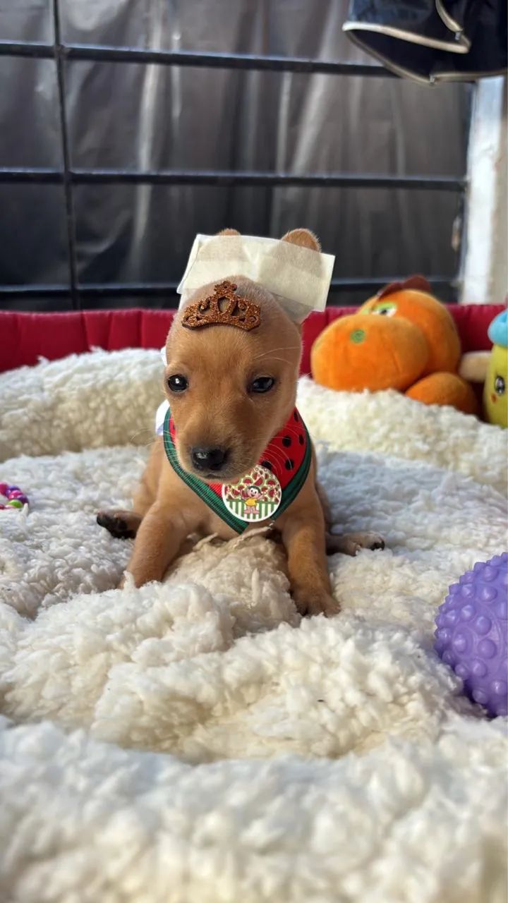 Pinscher macho e fêmea 