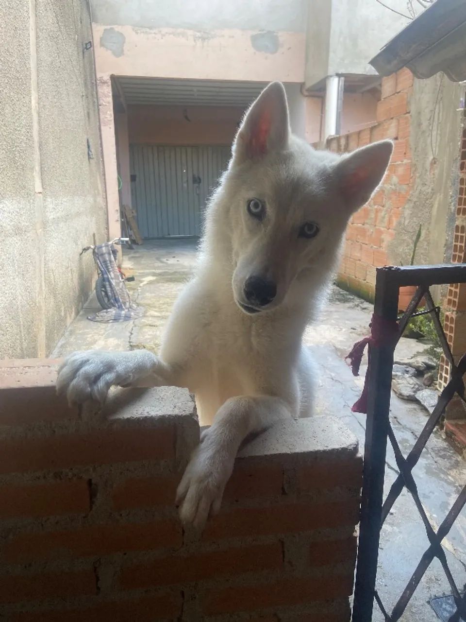 Cachorro - Foto 5