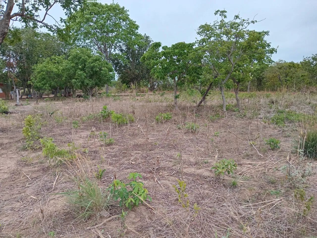 Chácara nicolau a venda  - Foto 4