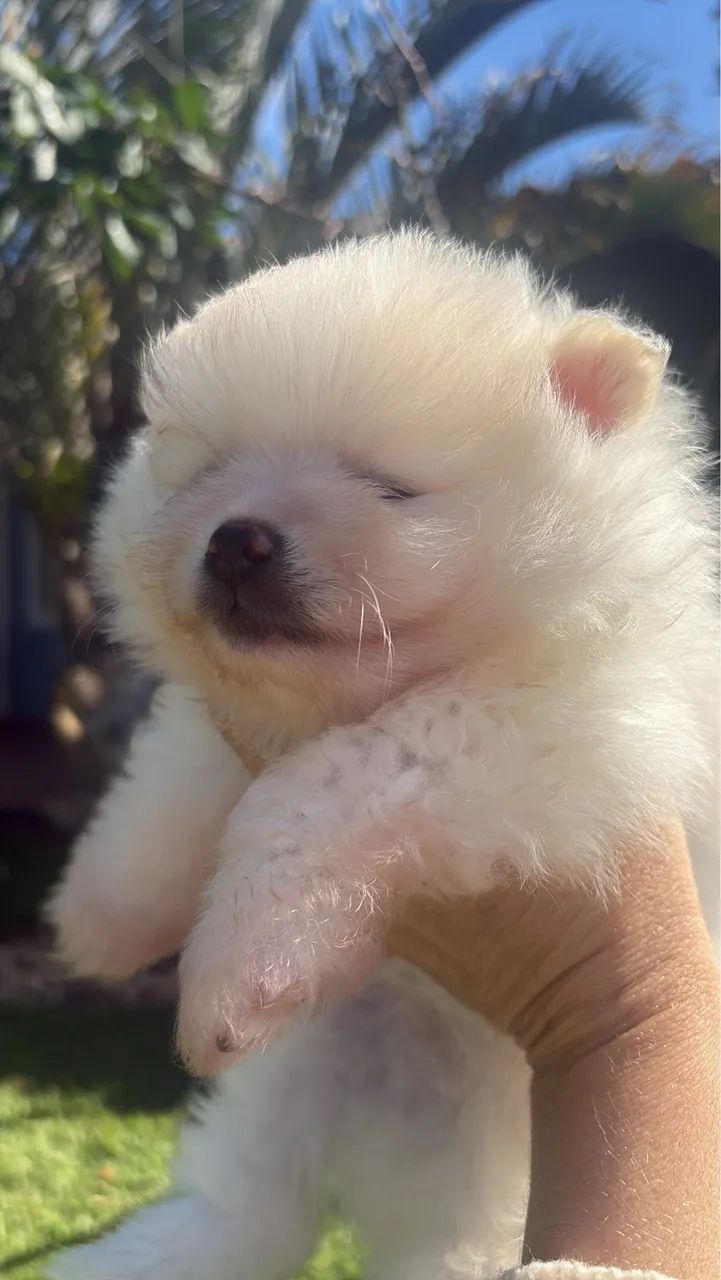 Filhote de spitz alemão  - Foto 3