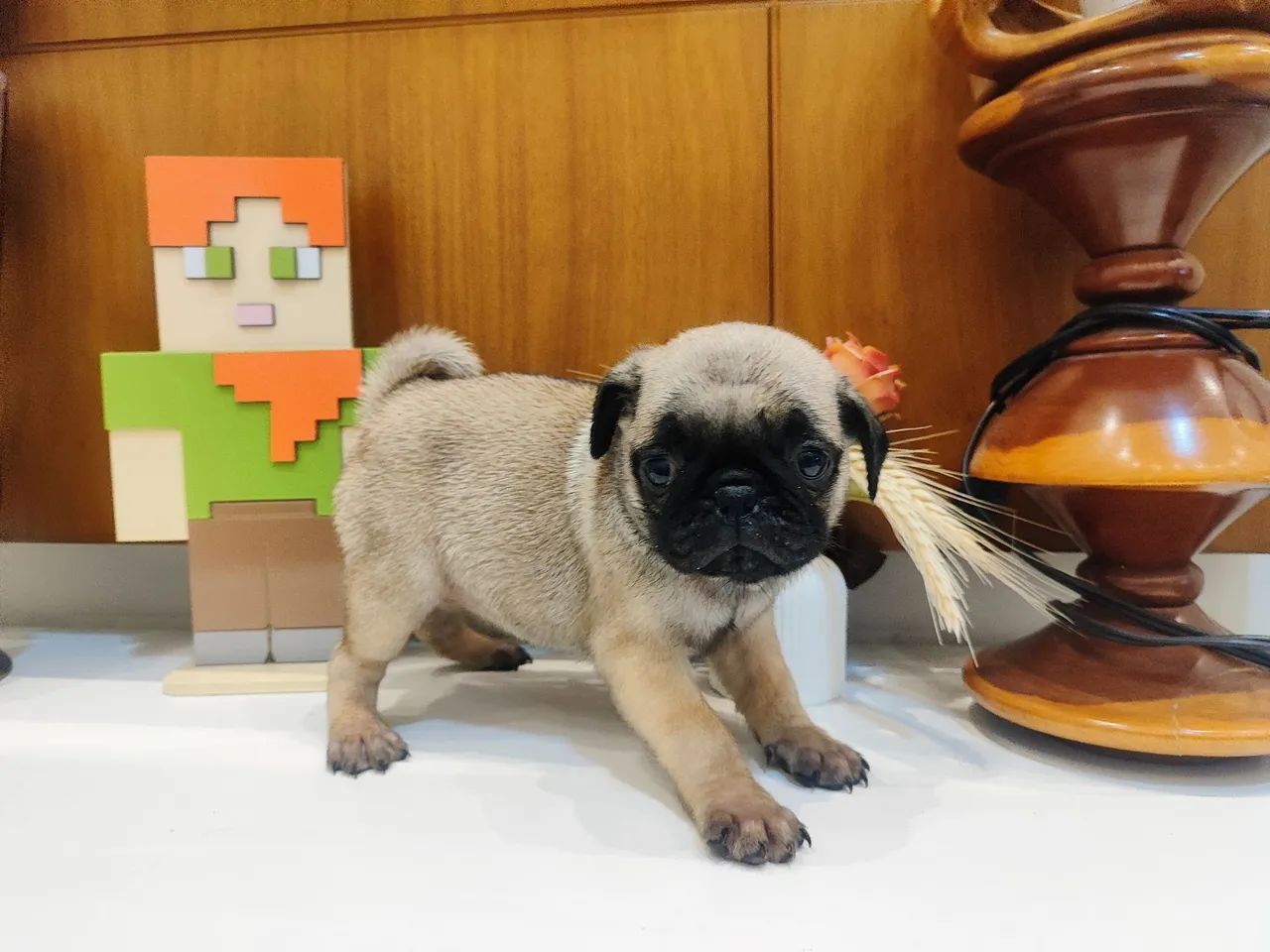 Pug  filhote  - Foto 5
