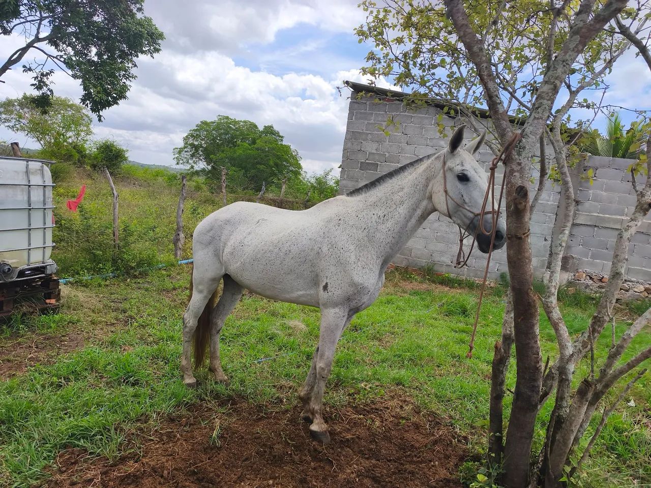 Égua marcha picada  - Foto 2