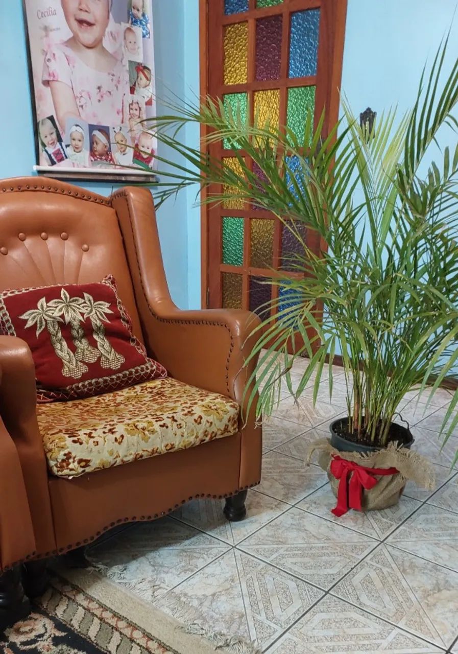 Palmeira ornamental Areca para decorar sua Festa, Loja, Escritório, Consultório, Casa etc. - Foto 3