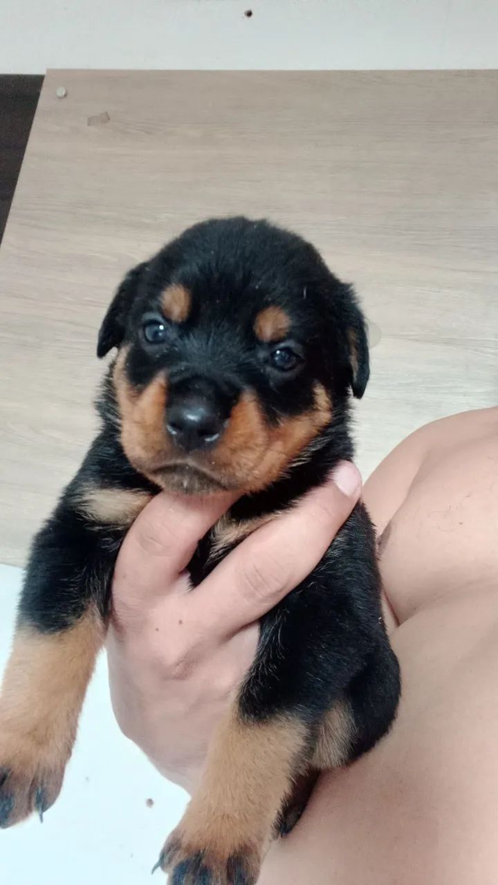 Rottweiler  - Foto 3