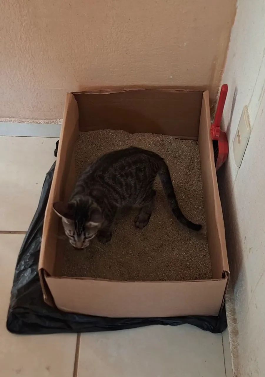 Doação Gato fêmea 