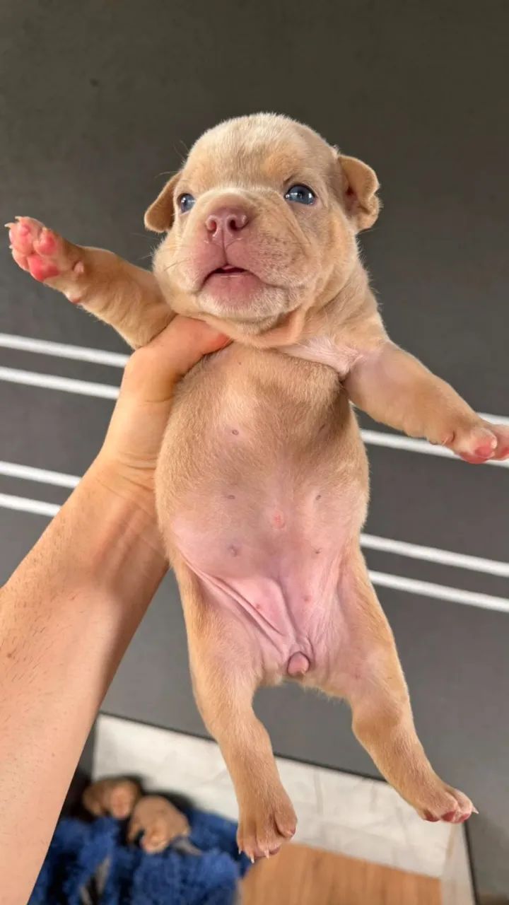 American Bully - Foto 4