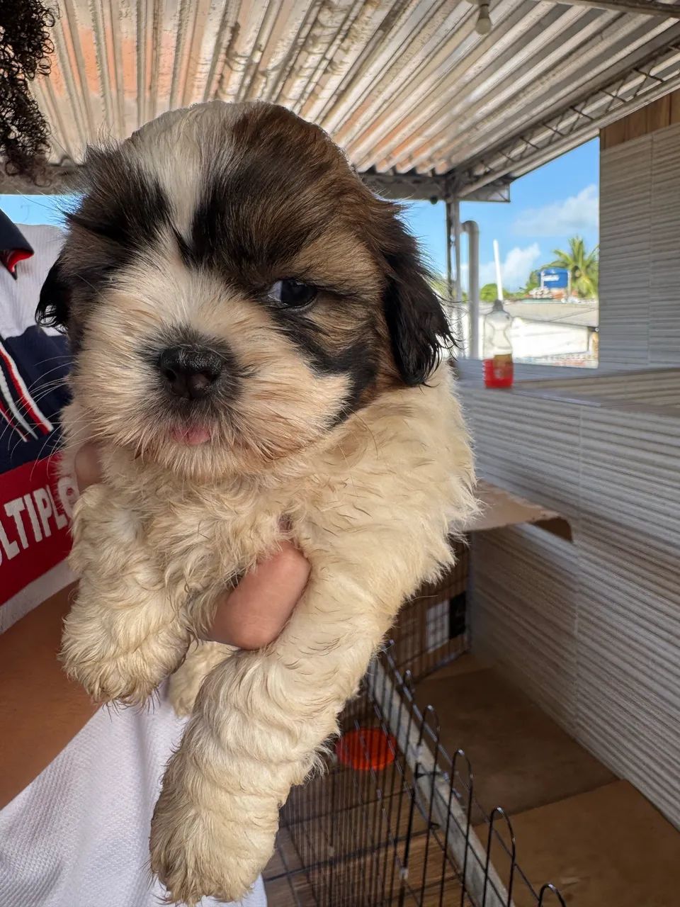 Shih Tzu 1.500 - Foto 3