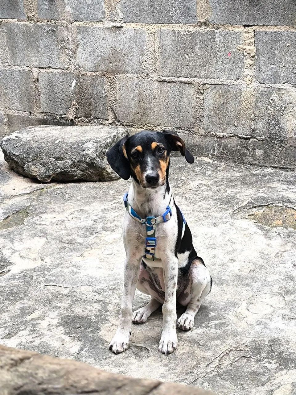 Doação de cachorra  - Foto 2