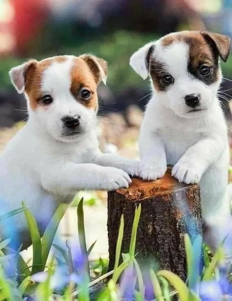 Jack Russel 