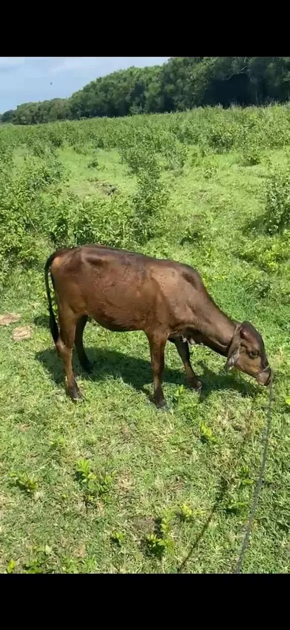 Vendo bezerra 