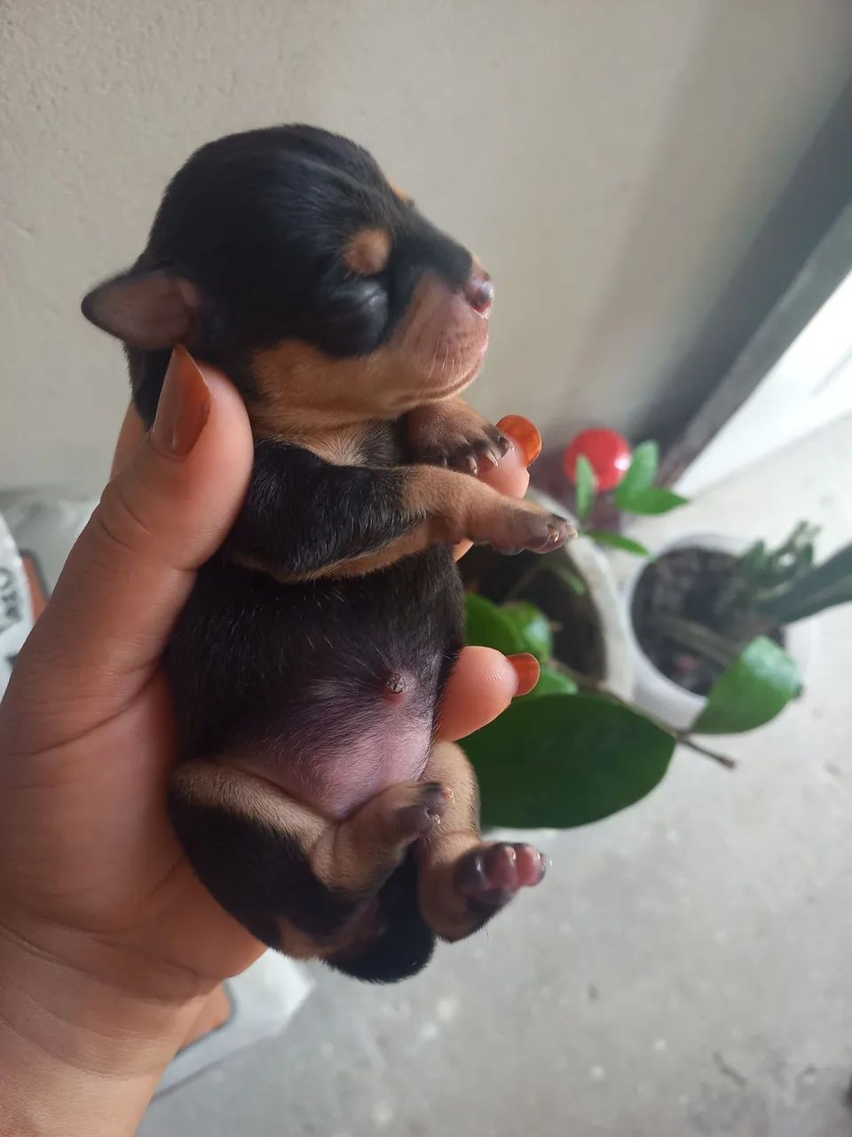  Cachorros  - Foto 3
