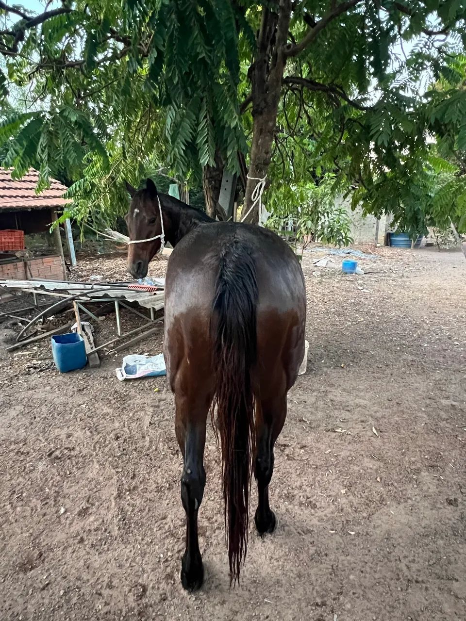 Vendo Égua Quarto de milha   - Foto 3