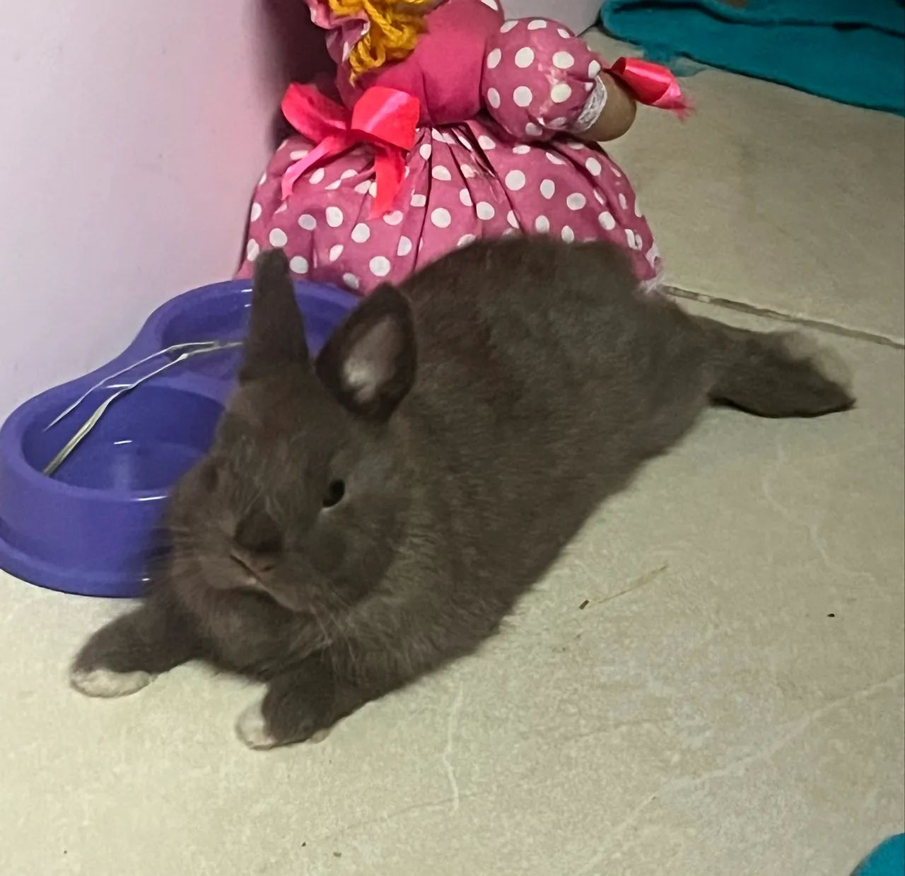 Coelho Raça Netherland Dwarf  Marrom - Entrega em Niterói - Foto 3