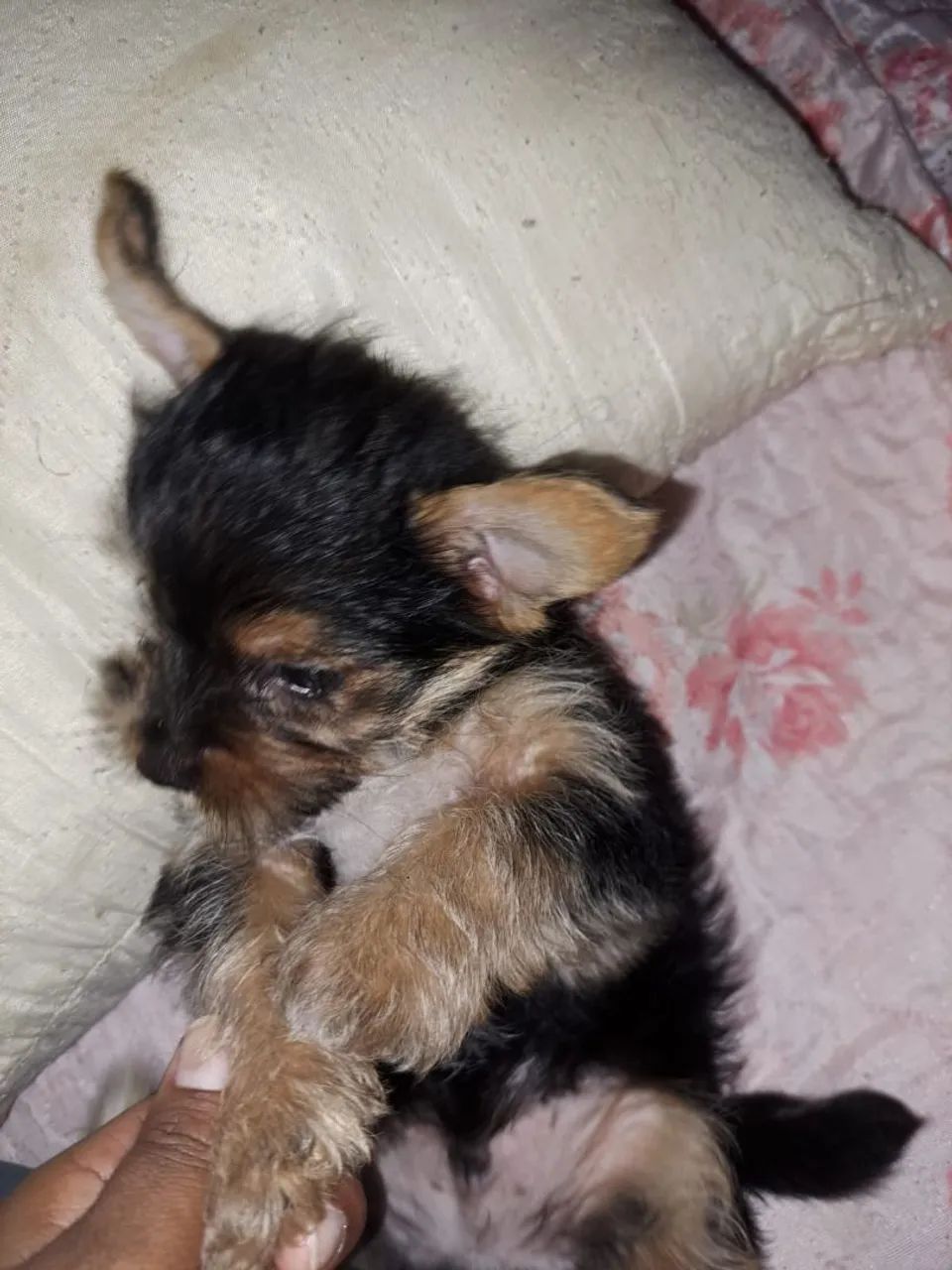 Filhote yorkshire  - Foto 2