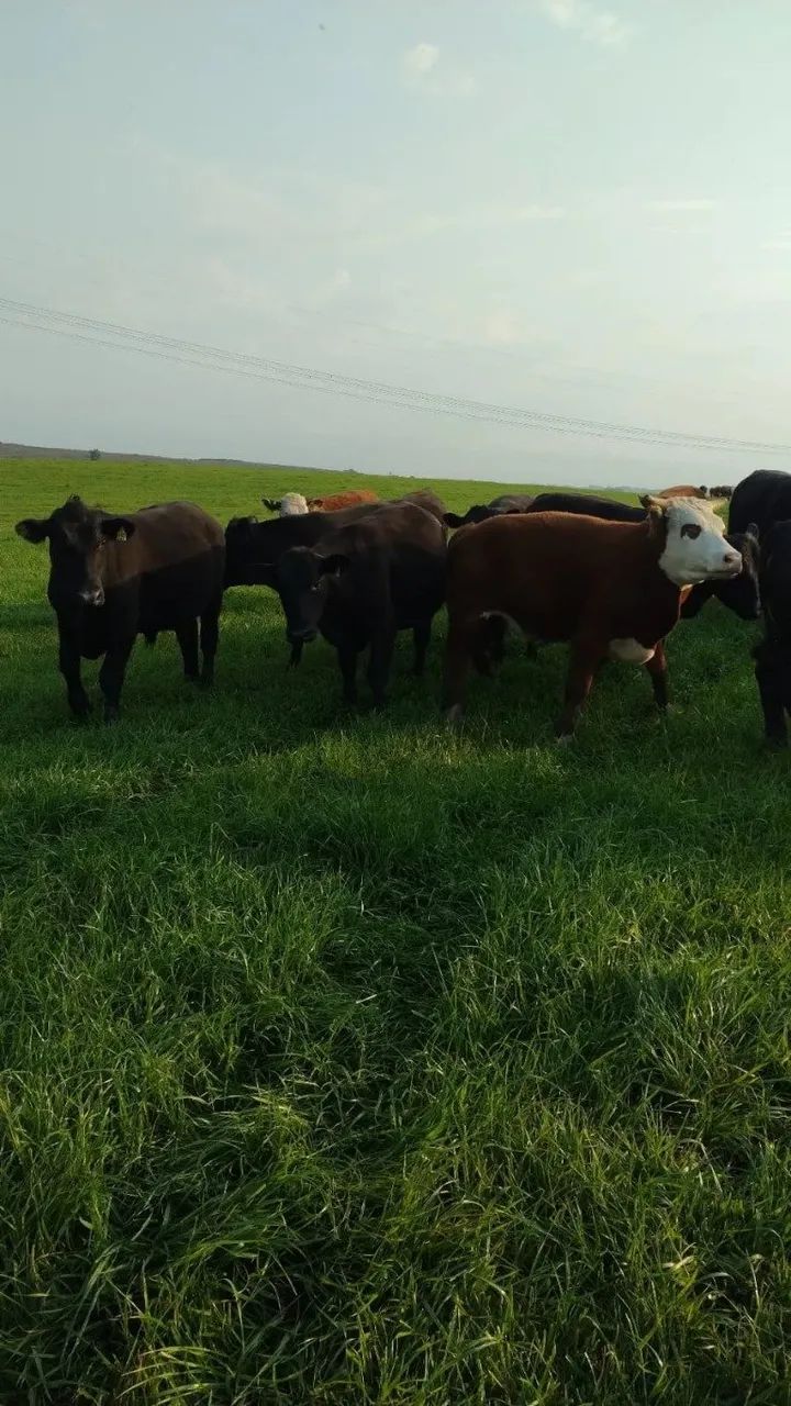 .Estância 121 hectares à venda em Seival RS, soja,arroz e pecuária - Foto 3