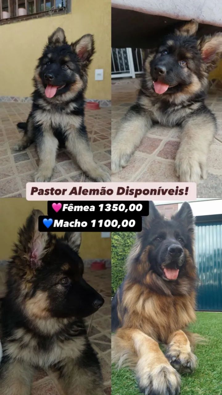 Pastor Alemão 