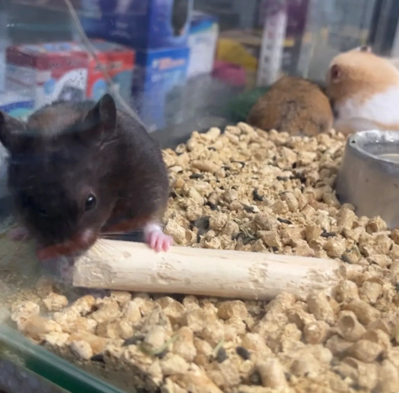 Hamster sírio  - Foto 2