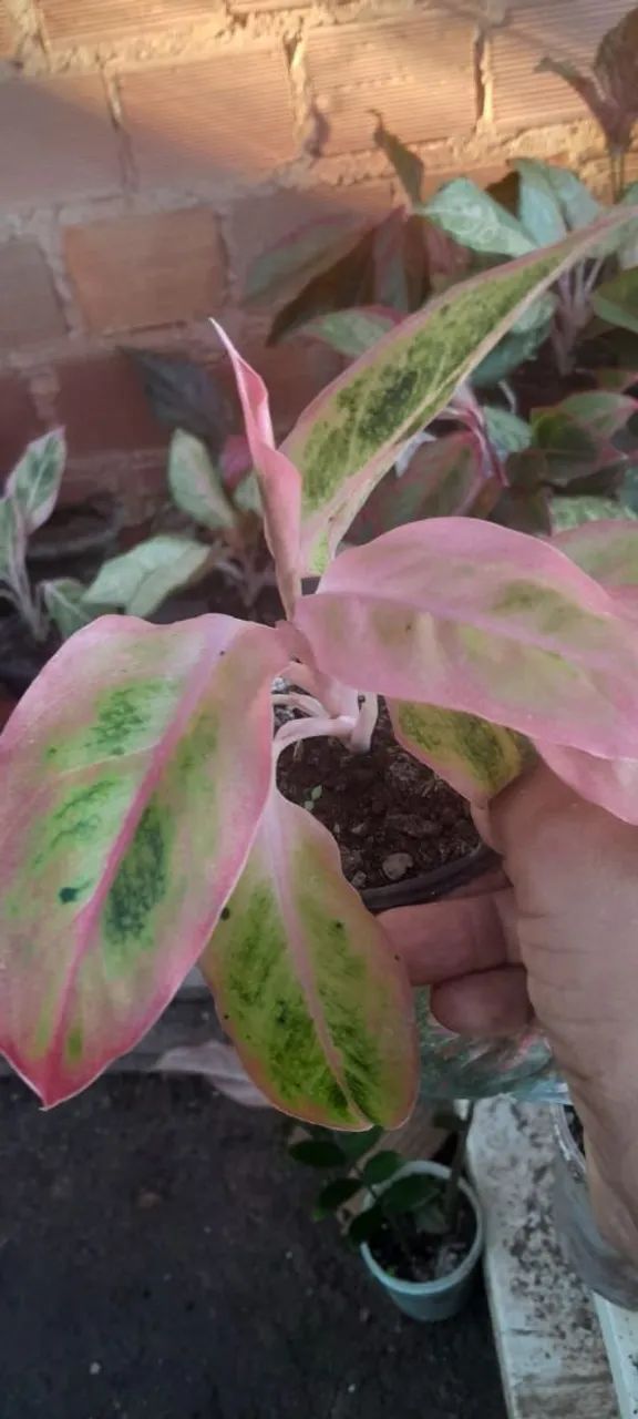 Aglaonemas 
