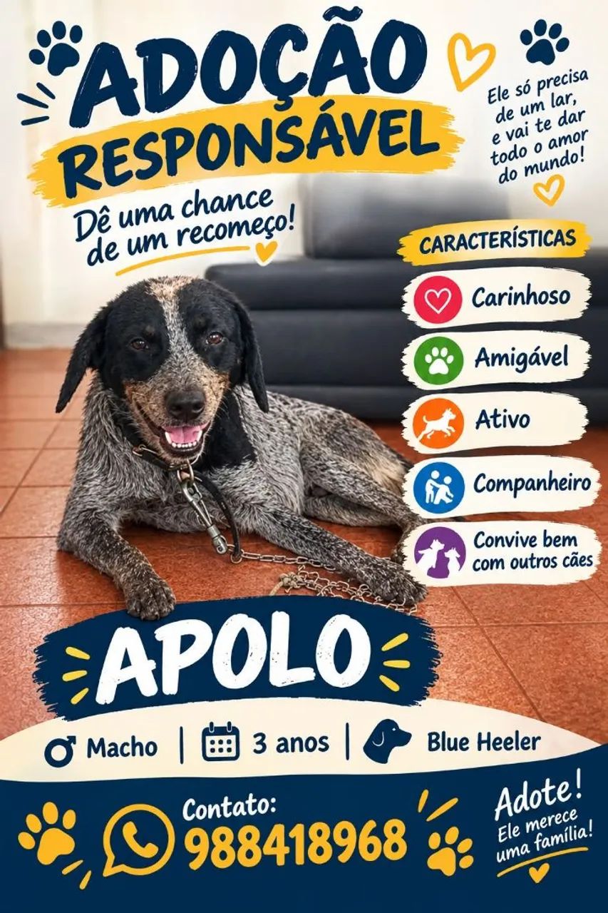 Cão para doação 